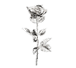 Buy Silver Plated Roses - Real Long Stemmed 40 cm, image 1